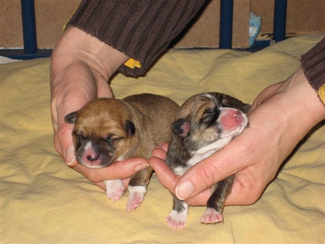 Puppy's